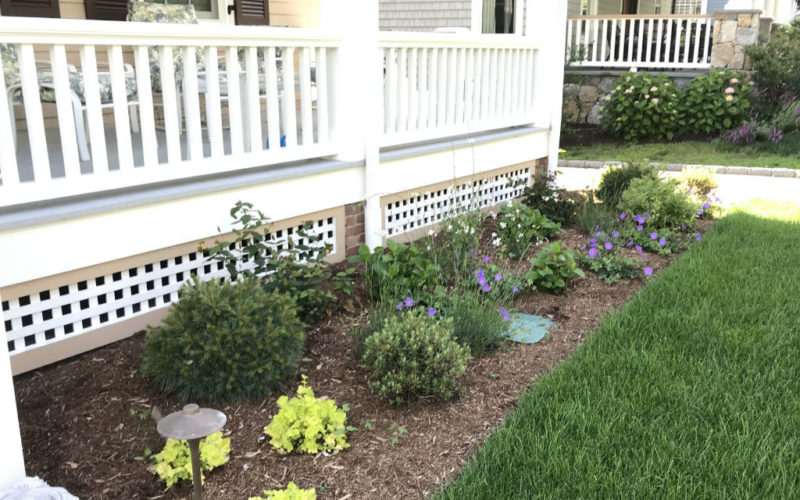 Old Greenwich Foundation Plantings Barbara Wilson Landscapes